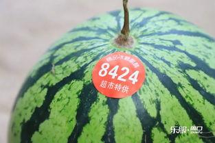 100个吃瓜视频,揭秘100个热门吃瓜视频背后的故事