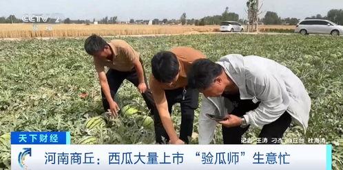 疫情吃瓜群众图片宁波,见证城市共克时艰的温情瞬间
